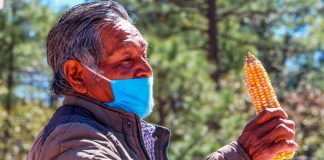 Celebran Coepi y pueblos Warijó, Ralámuli y Ódami Encuentros del Maíz