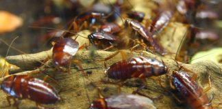 Alerta Coespris por presencia de fauna nociva ante altas temperaturas