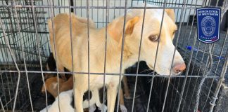 Durante tres cateos, asegura FGE animales de compañía en acciones contra el maltrato