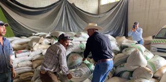 Convoca Gobierno del Estado a productores a obtener subsidios para el cultivo de avena