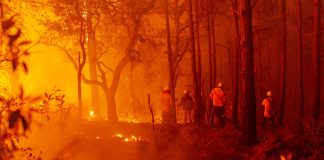 Controlan incendios en Balleza y Madera