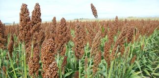 Beneficiarán a productores agrícolas con subsidios para semilla de sorgo forrajero
