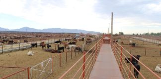 Chihuahua no registra casos de GBG: se mantiene libre de la enfermedad y refuerza su vigilancia sanitaria