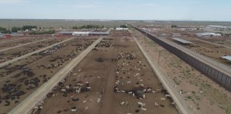 Chihuahua se suma a propuesta de crear cinturones sanitarios para fortalecer la sanidad del ganado